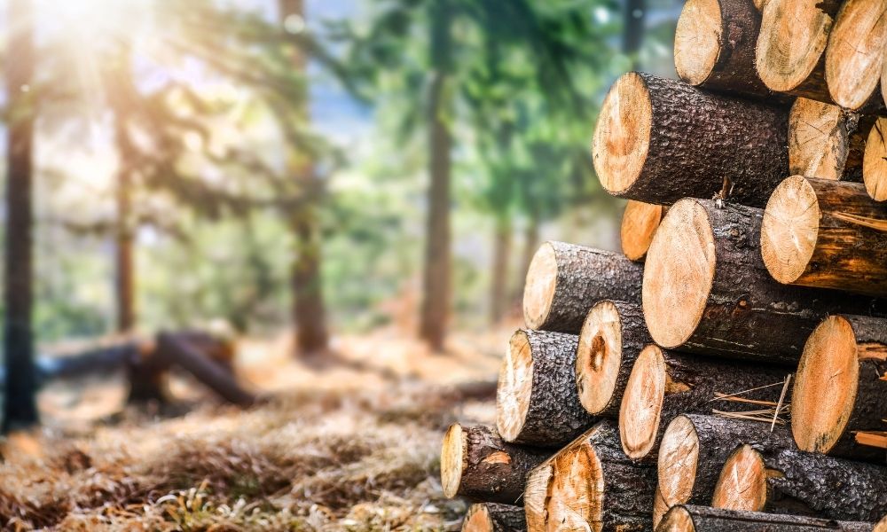 How Sustainable Wood Is Grown and Harvested