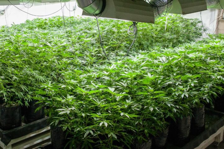 Tips for Budgeting Your Indoor Cannabis Cultivation