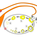 https://commons.wikimedia.org/wiki/File:Order_of_changes_in_ovary.svg#filelinks
