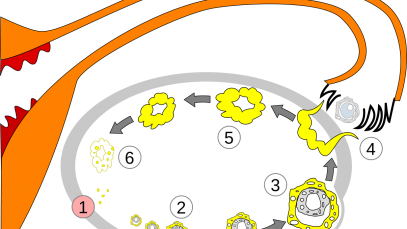 https://commons.wikimedia.org/wiki/File:Order_of_changes_in_ovary.svg#filelinks