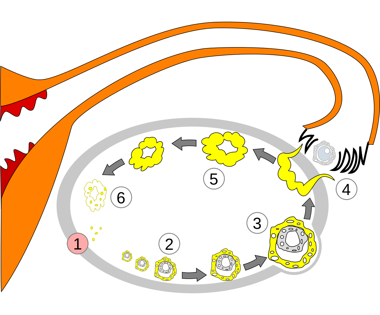 https://commons.wikimedia.org/wiki/File:Order_of_changes_in_ovary.svg#filelinks