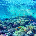 Top Reasons the Coral Reefs are Important