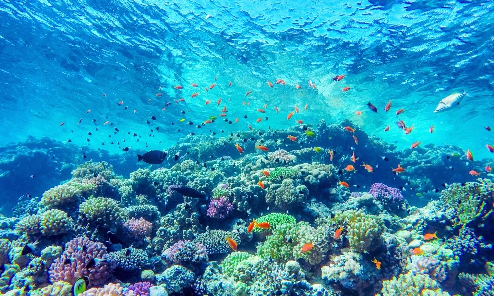 Top Reasons the Coral Reefs are Important