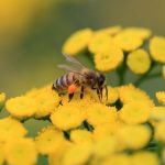3 Ways to Help Endangered Species