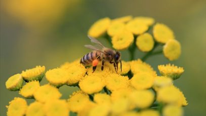 3 Ways to Help Endangered Species