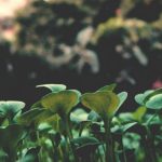 A Brief History of the Environmental Movement