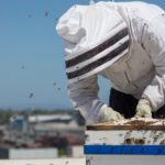 How Urban Dwellers Can Help the Environment