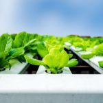 Tips for Beginner Hydroponic Gardeners