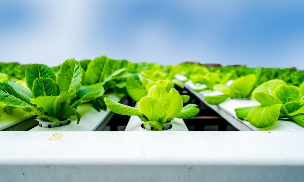 Tips for Beginner Hydroponic Gardeners