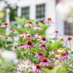 Tips for Creating a Bee-Friendly Garden
