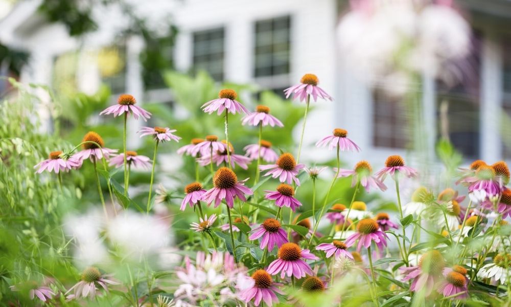 Tips for Creating a Bee-Friendly Garden