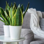Ways to Make Your House More Zen
