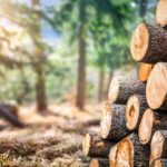 How Sustainable Wood Is Grown and Harvested