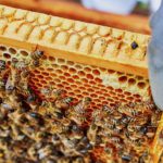 Why Urban Beekeeping Is so Popular