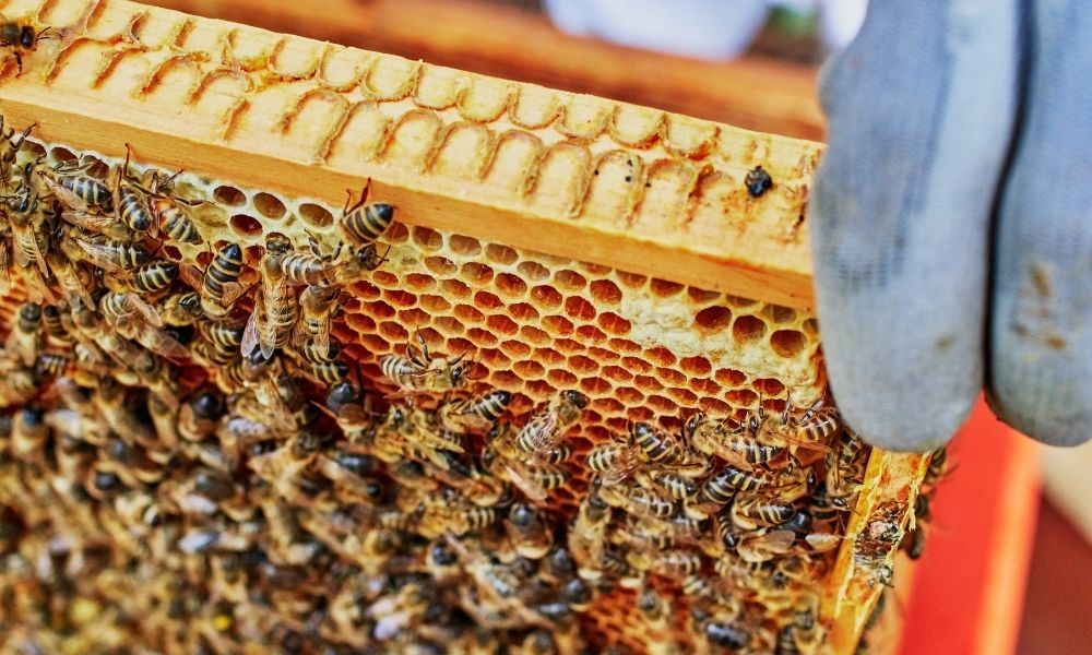 Why Urban Beekeeping Is so Popular