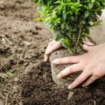 4 Crucial Things To Know Before Planting a Tree in Your Yard