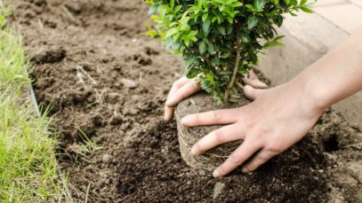 4 Crucial Things To Know Before Planting a Tree in Your Yard