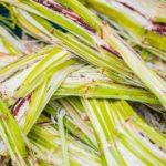 What Is Sugarcane Bagasse Used For?