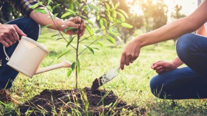 Helpful Equipment To Have for Planting Trees