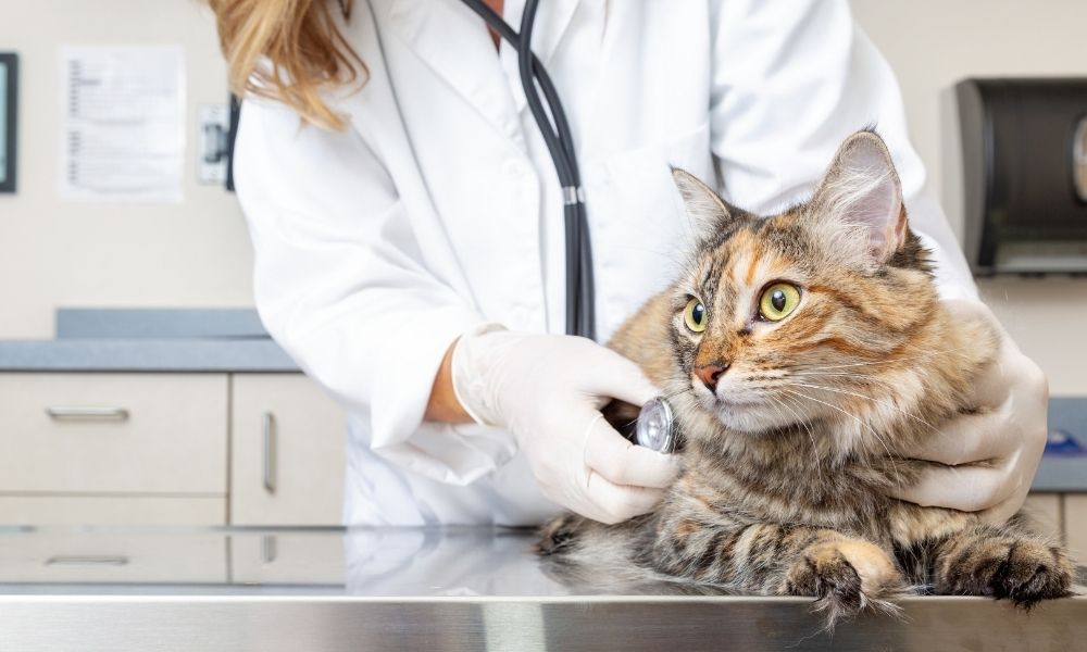 Why Veterinarians Should Limit Stress in Animal Patients