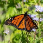 4 Ways To Make Your Backyard Wildlife-Friendly