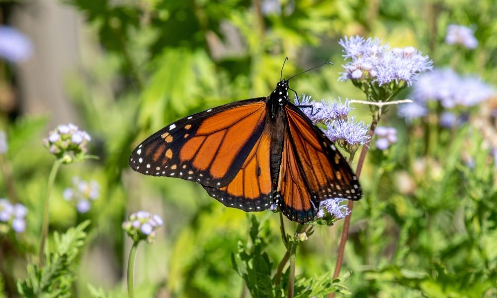 4 Ways To Make Your Backyard Wildlife-Friendly