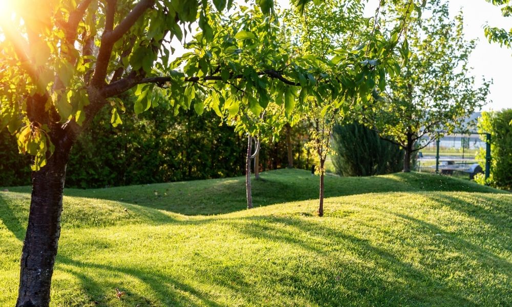 Tips and Tricks for Planting Trees on Your Property