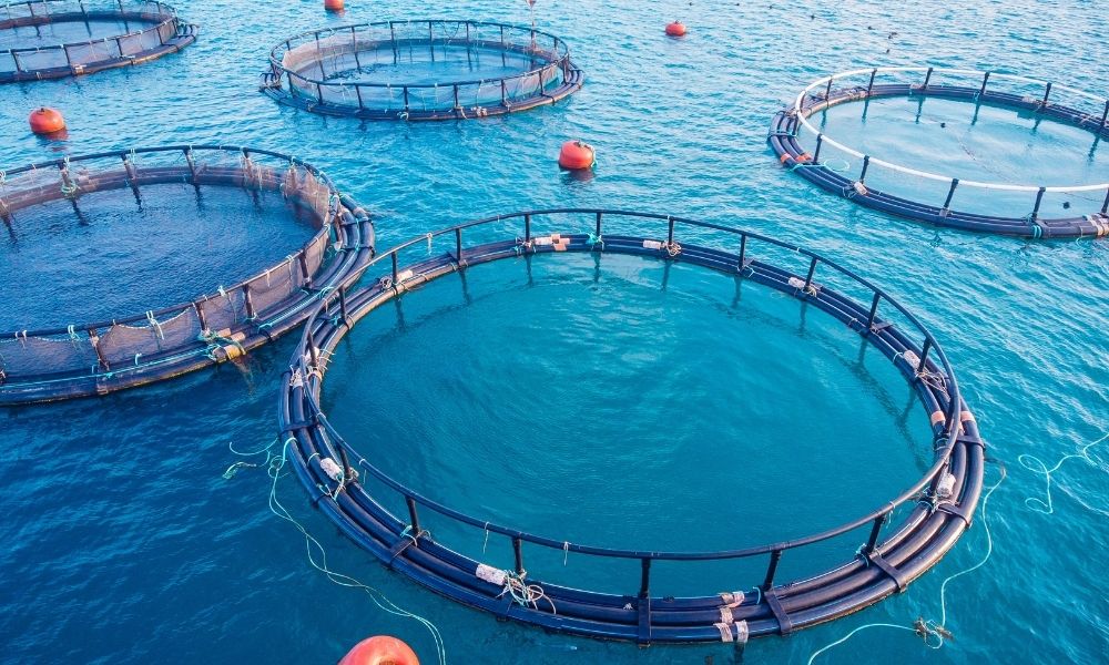 What Is Aquaculture, and How Does It Affect Our Planet?