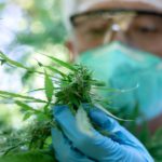 Things To Consider When Starting a Cannabis Lab