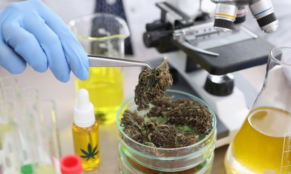 4 Biggest Challenges Facing the Cannabis Industry in 2022