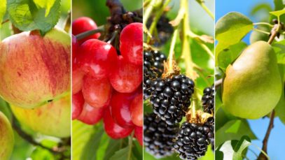 Bee Providers: Foods We Would Not Have Without Bees