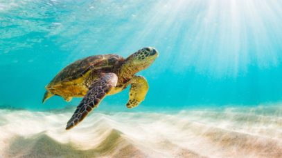How 3 Animals Benefit From Your Solar Panels