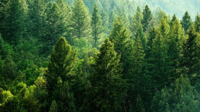 The Best Jobs for People Who Care About the Environment