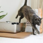 Photo by Litter Robot on Unsplash