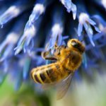 Creative Tips for Making Your Garden Special