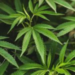 4 Warning Signs That You’re Overwatering a Cannabis Plant