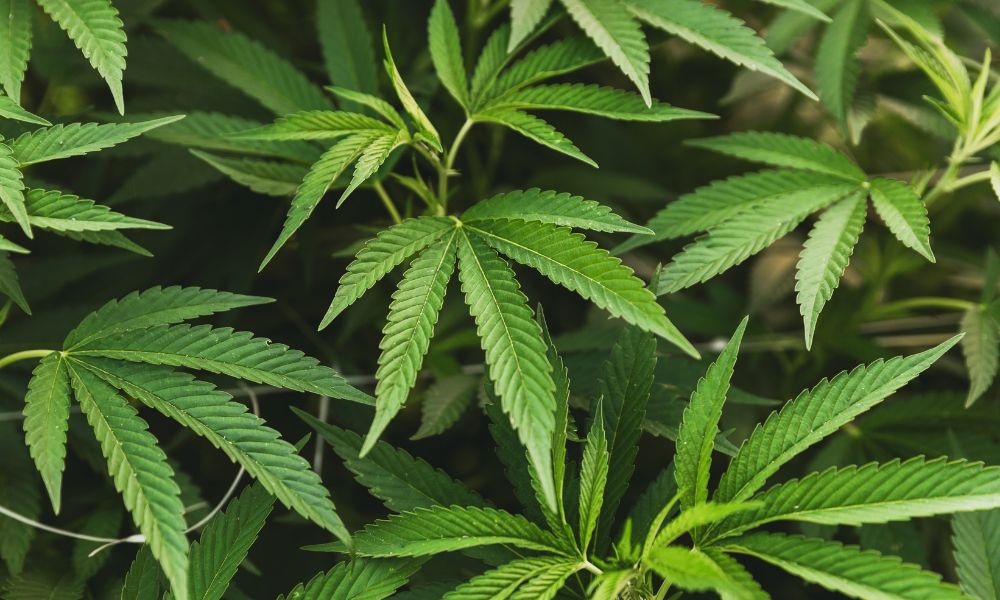 4 Warning Signs That You’re Overwatering a Cannabis Plant