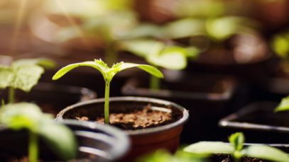 Things To Consider When Building Your Own Greenhouse