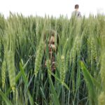 man and woman standing on green grass field during daytime