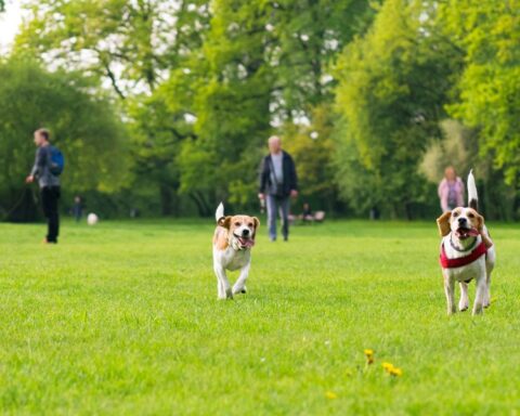 The Top Community Amenities for New Neighborhoods
