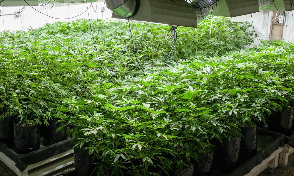 Tips for Budgeting Your Indoor Cannabis Cultivation